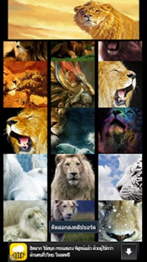 Big lion wallpaper截图7