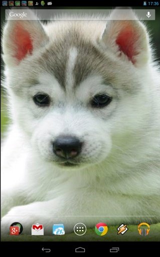 Little Husky截图1