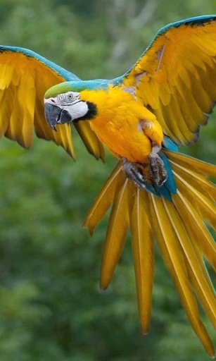 Talking Parrot Live Wallpaper截图1