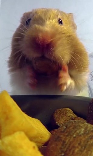 Hamster Eats Live wallpaper截图3