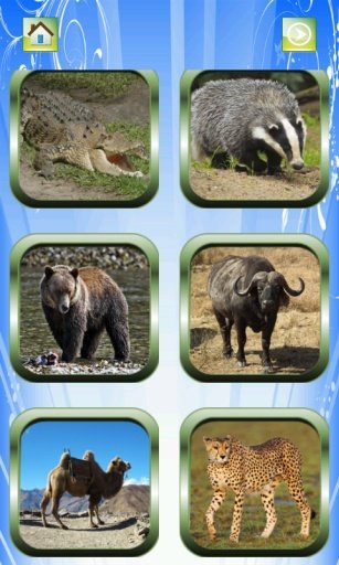 Wild Animal For Kid截图2