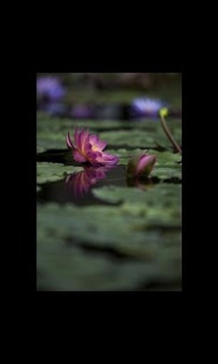 Water Lily Live Wallpaper LWP截图6