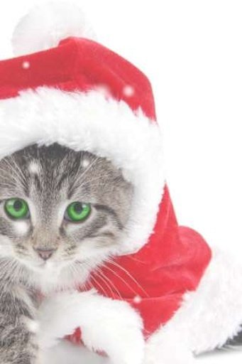 Christmas Cat Live Wallpaper截图2