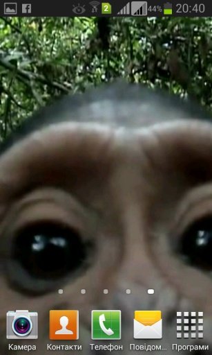 Monkey found your phone LiveWP截图7