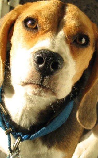 HD Beagles Puzzle截图3