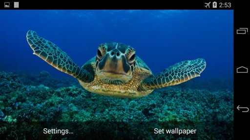 Sea Turtle Live Wallpaper FREE截图2