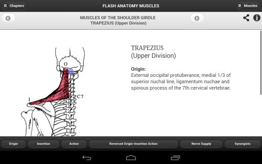 Flash Anatomy Muscles - Free截图3