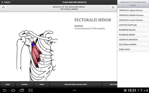 Flash Anatomy Muscles - Free截图5