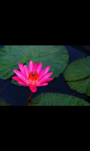 Water Lily Live Wallpaper LWP截图10