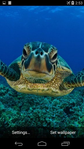 Sea Turtle Live Wallpaper FREE截图1