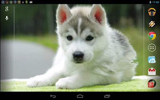 Little Husky截图4