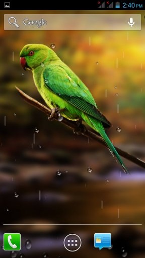 Birds HD Live Wallpaper截图2