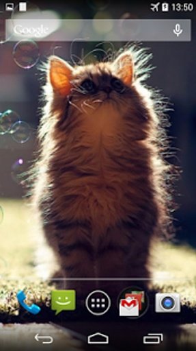 Funny Cats Live Wallpaper截图9