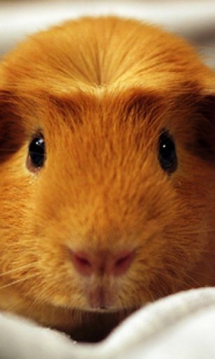 Hamster Live Wallpaper截图9