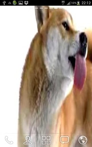 Dog Screen Cleaner Live Wallpaper截图7