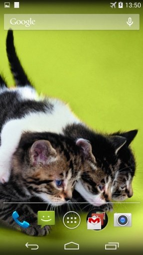 Funny Cats Live Wallpaper截图6