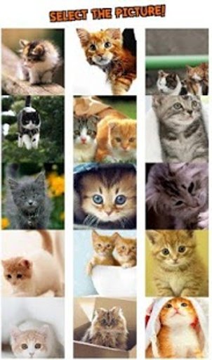 Baby Cat Puzzle截图11