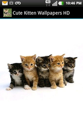 Cute Kitten Wallpapers HD截图4