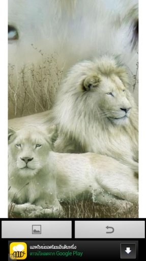 Big lion wallpaper截图1