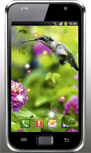 Humming Bird HQ live wallpaper截图5