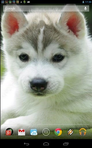 Little Husky截图3