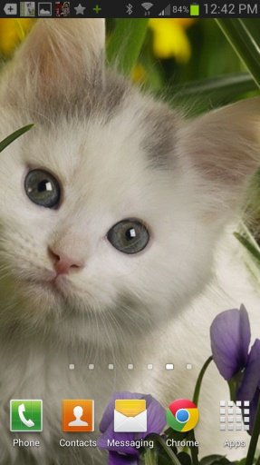 Cute Kittens &amp; Cats Wallpaper截图11