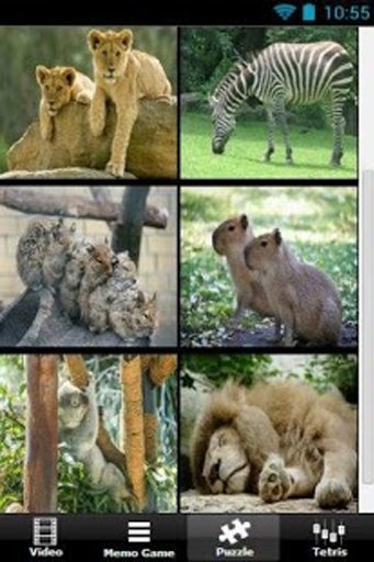 Zoo Wonderland截图5