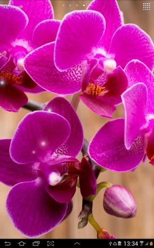 Orchids Live Wallpaper截图8