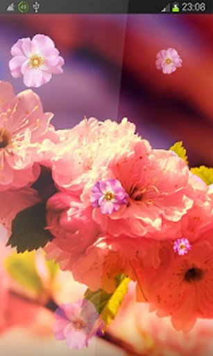 Spring Flowers HD LWP截图3