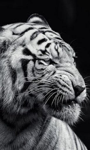 Dangerous Tiger wallpaper截图1