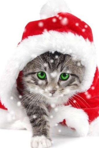 Christmas Cat Live Wallpaper截图1