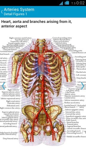 Human Anatomy System截图5