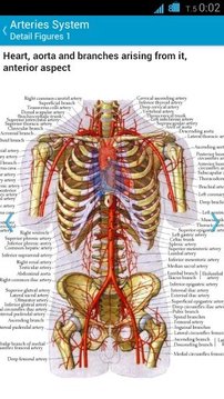 Human Anatomy System截图