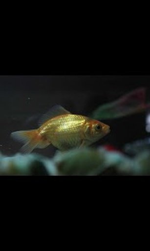 Gold Fish Live Wallpaper LWP截图5