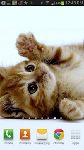 Cute Kittens &amp; Cats Wallpaper截图7