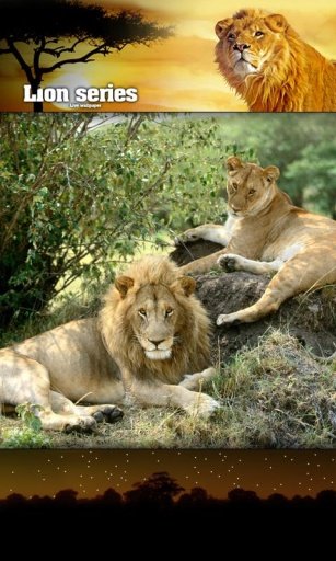 Lion Savanna HD LiveWallpaper截图3