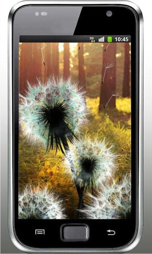 Sunrise Dandelion HD Wallpaper截图3