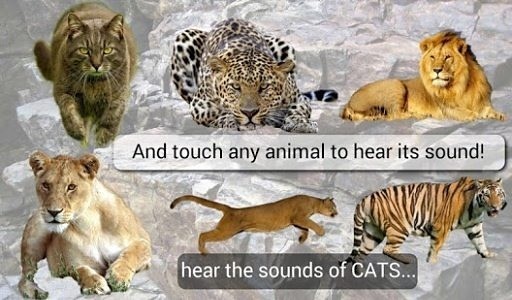 Toddler Animal Sounds截图4