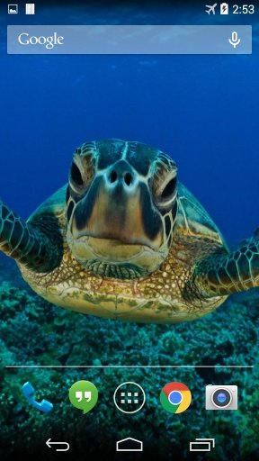 Sea Turtle Live Wallpaper FREE截图3