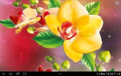 Orchids Live Wallpaper截图2