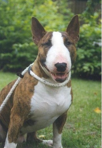 Bull Terrier Puzzle Game截图6