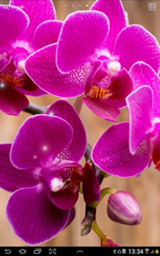 Orchids Live Wallpaper截图1