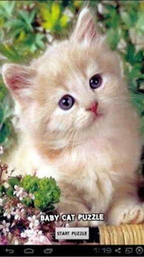 Baby Cat Puzzle截图4