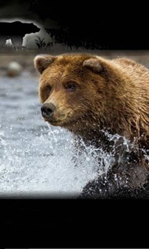 Bear Sounds HD Live Wallpaper截图2