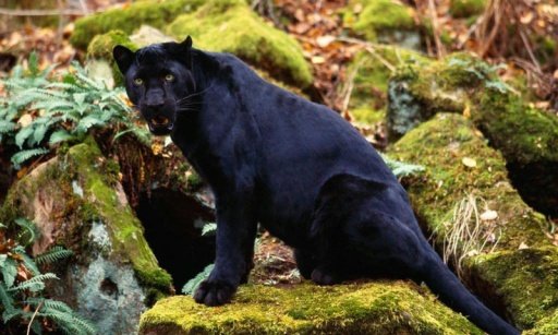 Black Leopard Wallpapers截图6