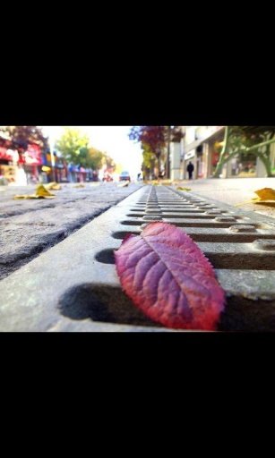 Lonely Autumn Live Wallpaper截图4