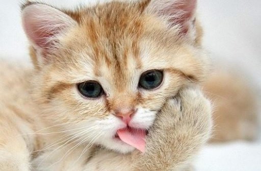 Cute Cats Picture Gallery截图1