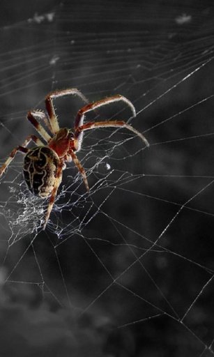 Spider Web Wallpapers截图6