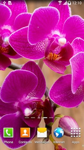 Orchids Live Wallpaper截图7