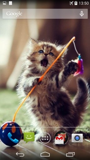 Funny Cats Live Wallpaper截图4